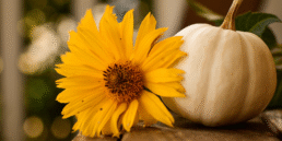 White pumpkin and yellow fall flower outside